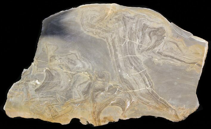 Devonian Stromatolite Slice - Orkney, Scotland #40124